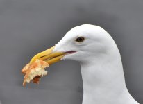 _ROY7700.JPG