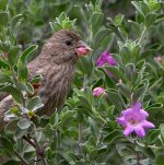 Finch2.jpg