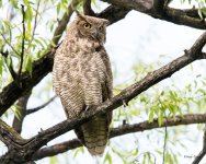 OwlPortrait-345.jpg