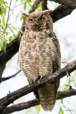 OwlPortrait-346.jpg