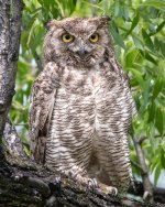 OwlPortrait-348.jpg