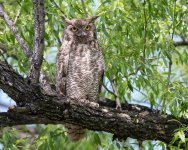 OwlPortrait-349.jpg