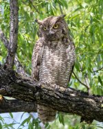OwlPortrait-350.jpg