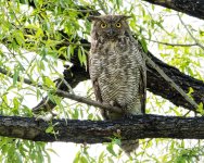 OwlPortrait-352.jpg