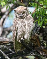 OwlPortrait-354.jpg