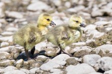 Goslings-300.jpg