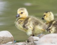 Goslings-301.jpg