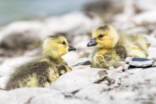 Goslings-302.jpg