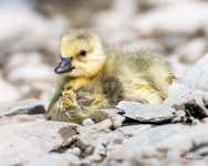Goslings-303.jpg