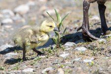 Goslings-304.jpg