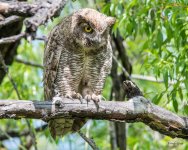 OwlPortrait-353.jpg