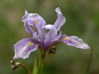 Iris.jpg