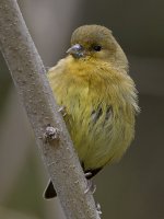 Goldfinch2.jpg