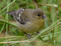 Goldfinch4.jpg