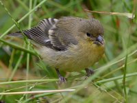 Goldfinch6.jpg