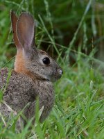 Rabbit.jpg