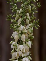 Yucca.jpg