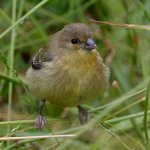 Goldfinch5.jpg