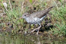 SpottedSandpiper-300.jpg