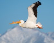 PellicanInFlight-350.jpg