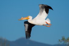 PellicanInFlight-351.jpg