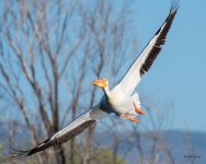 PellicanInFlight-352.jpg