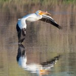 PellicanInFlight-353.jpg