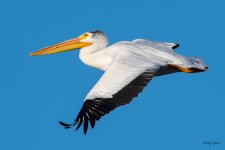 PellicanInFlight-354.jpg