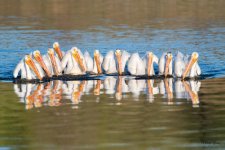 PelicanGroupFish-301.jpg