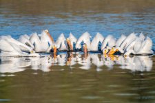 PelicanGroupFish-300.jpg