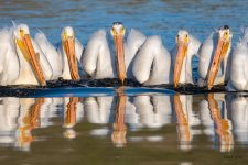 PelicanGroupFish-302.jpg
