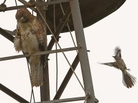 Hawk4.jpg