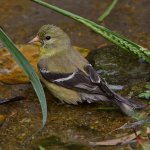 Goldfinch4.jpg