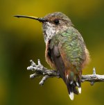 Hummer6.jpg