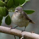 Vireo2.jpg