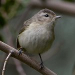 Vireo4.jpg