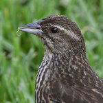 Blackbird2.jpg
