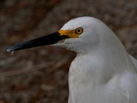 Egret6.jpg