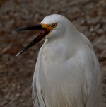 Egret3.jpg