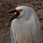 Egret4.jpg