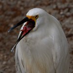 Egret5.jpg