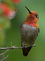 Hummer19.jpg