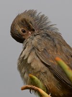 Towhee4.jpg