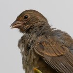 Towhee6.jpg