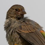 Towhee7.jpg