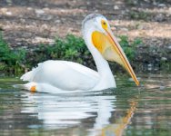 PelicanFishCatch-301.jpg