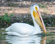 PelicanFishCatch-302.jpg