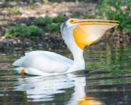 PelicanFishCatch-303.jpg