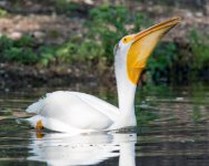 PelicanFishCatch-304.jpg