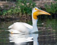 PelicanFishCatch-305.jpg